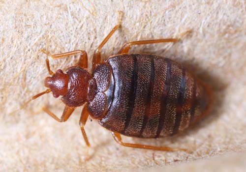 fumigador de chinches